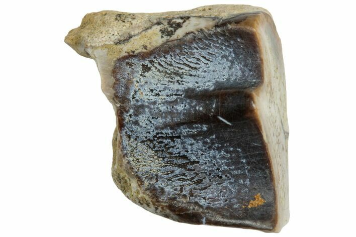 Fossil Dinosaur (Triceratops) Shed Tooth - Montana #319994